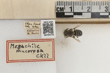 Media type: image;   Entomology 794775 Aspect: labels